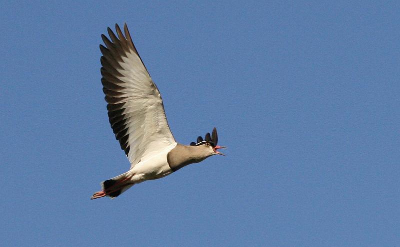 kiewiet vlieg en skreeu.jpg - Hoog in die lug hier kom ek!...